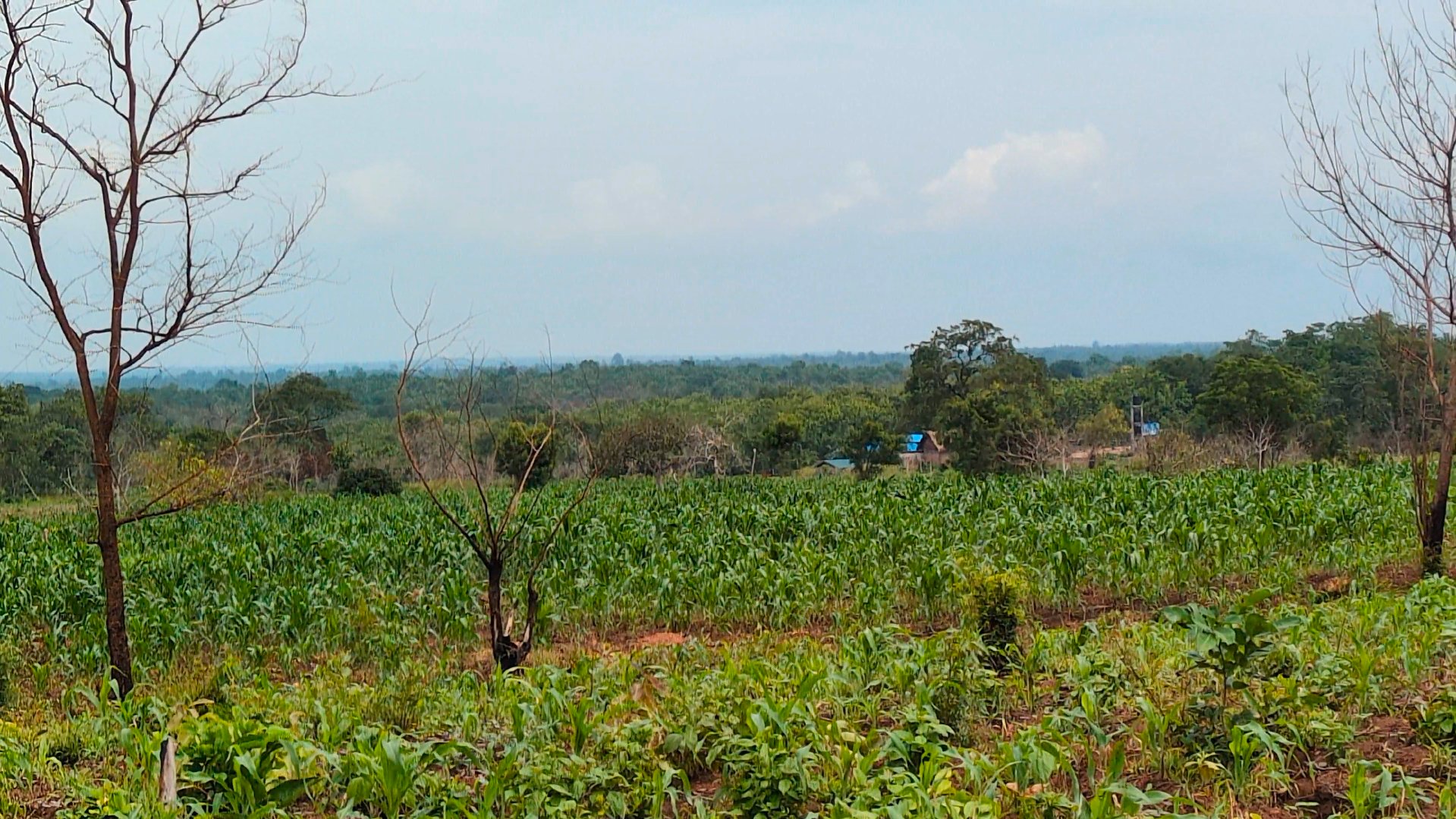 Champs de maïs cultivés sur le domaine